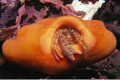 《守望先锋：归来》路霸即将重做 明年1月上线