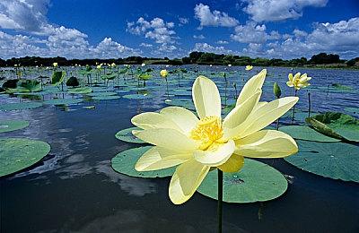 策略新游《战争医院》发布预告 明年年末上线各大平台