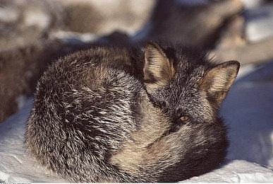 玩《巫师3》触发独狼结局？不怕！这款Mod让你还能选